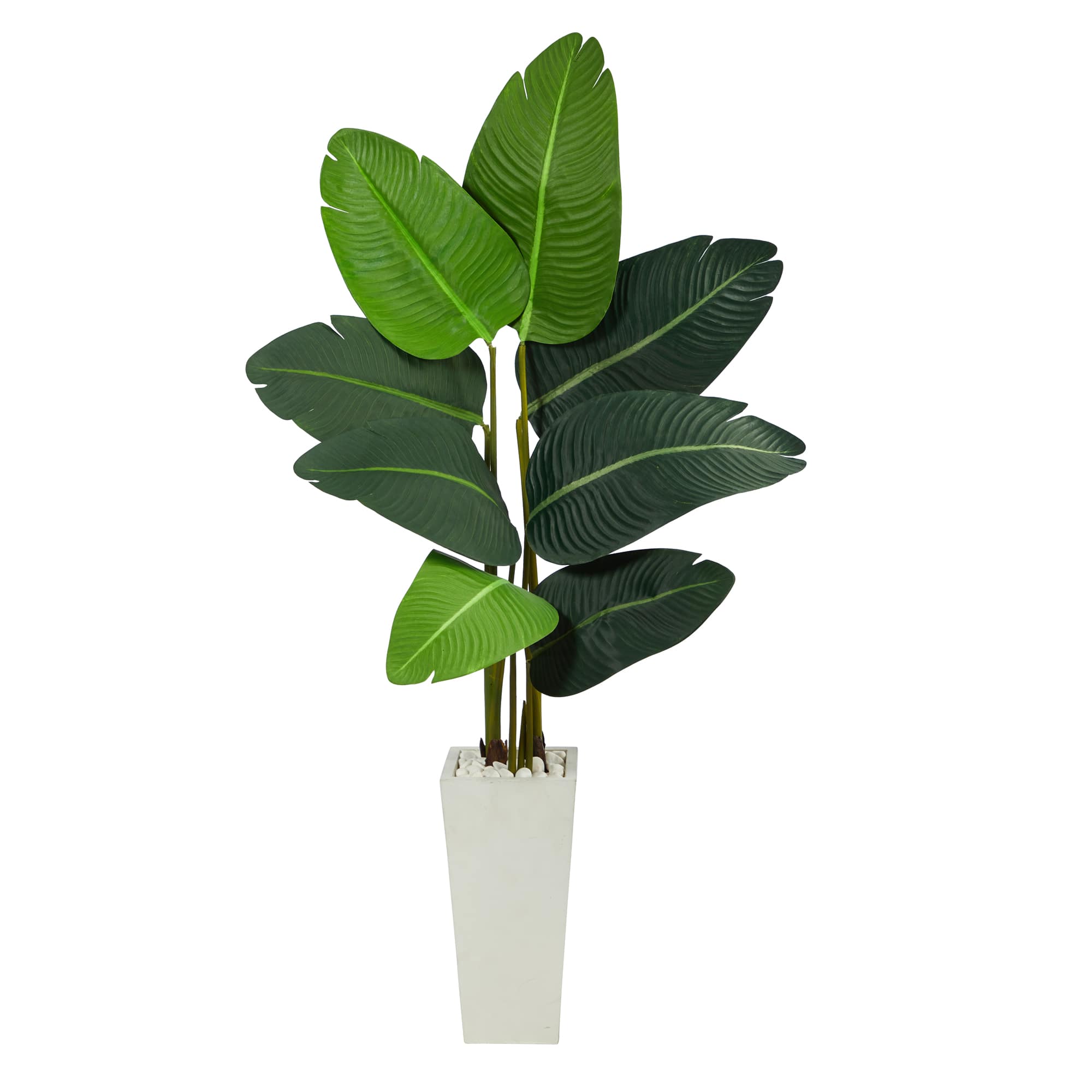 4.5ft. Travelers Palm Tree in White Planter